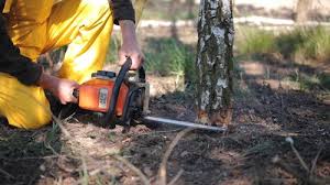 Trusted Gallipolis, OH Tree Removal and Landscaping Services Experts